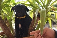 Du Royaume De Polia - Staffordshire Bull Terrier - Portée née le 26/12/2020